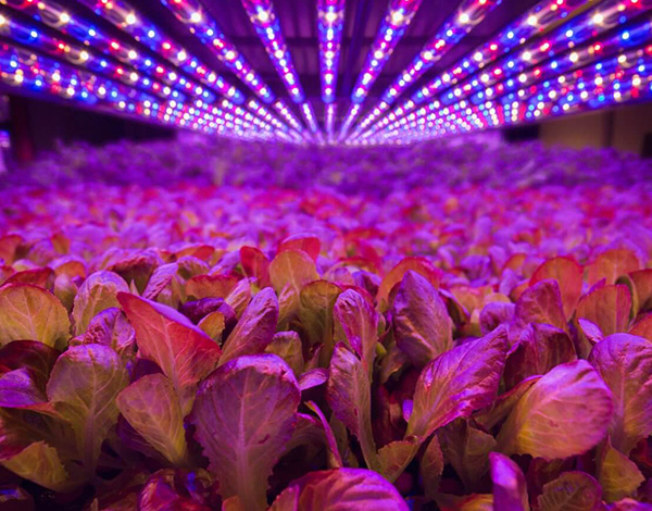 植物光