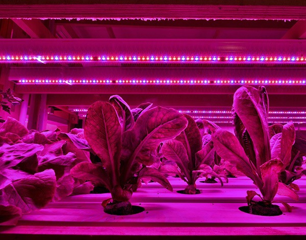 植物光